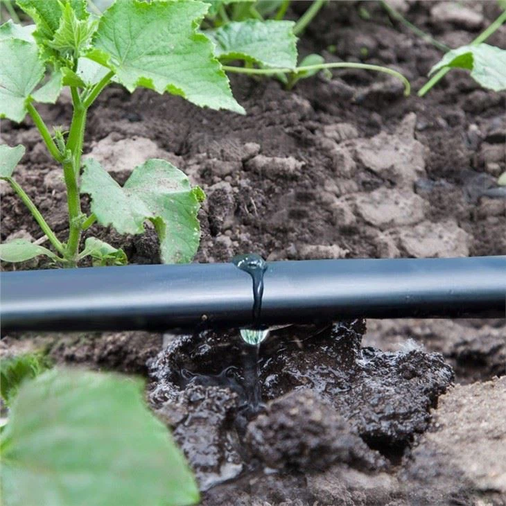 drip-irrigatgion-tape
